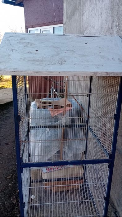 Colivie mare papagali