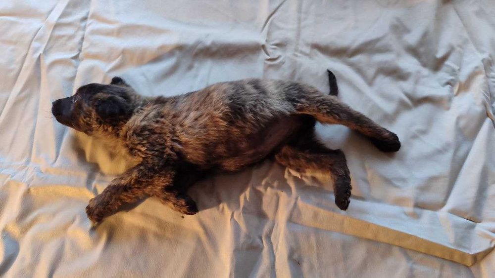 Отдам в хорошие руки собачку