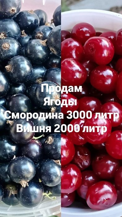 Ягода со своего огорода