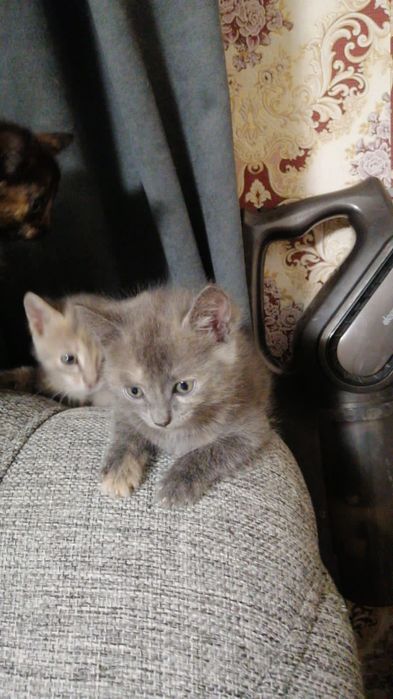 Отдам котят в добрые руки