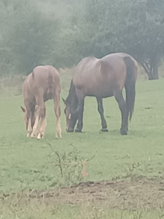De vânzare iapă cu mânz.