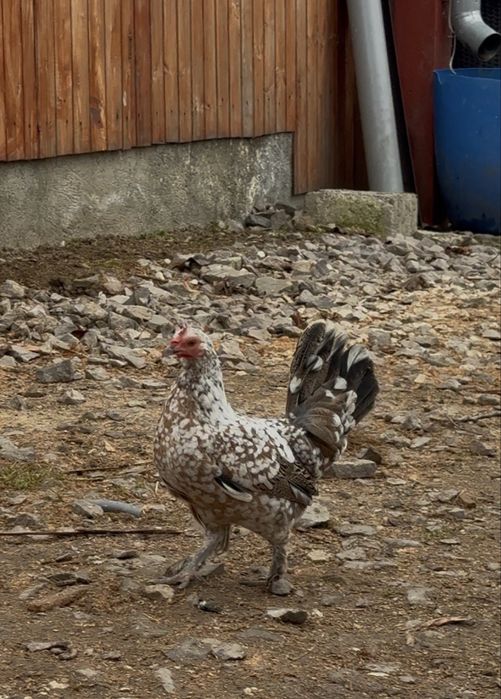 De vanzare mii de flori