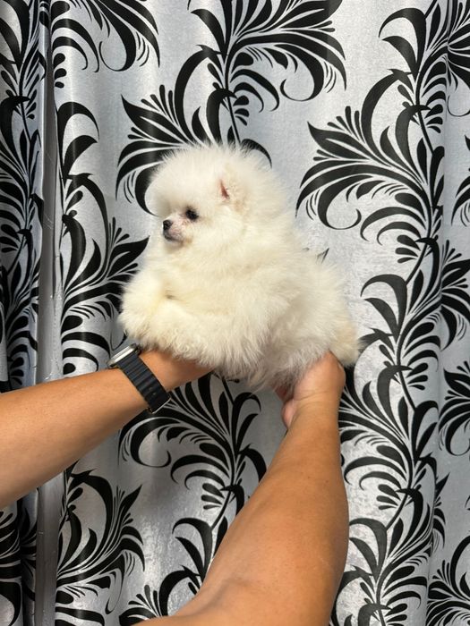 Pomeranian fetita