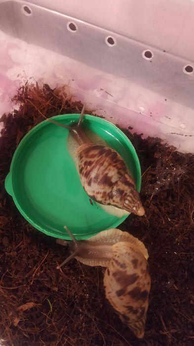 Продам улиток Ахатин