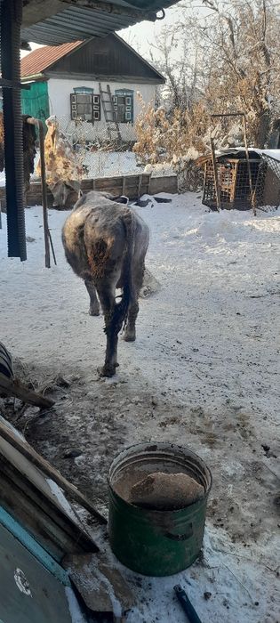 Продам телят и быков