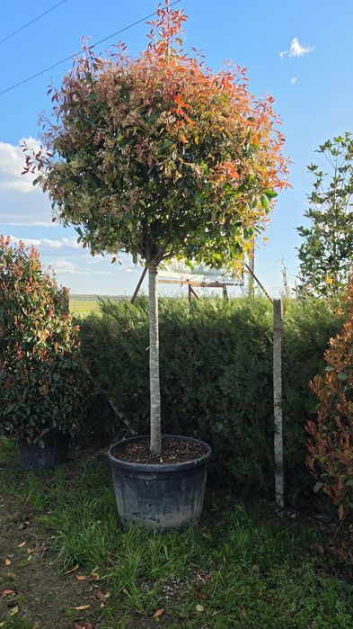 photinia red robin ( tija si spalier)