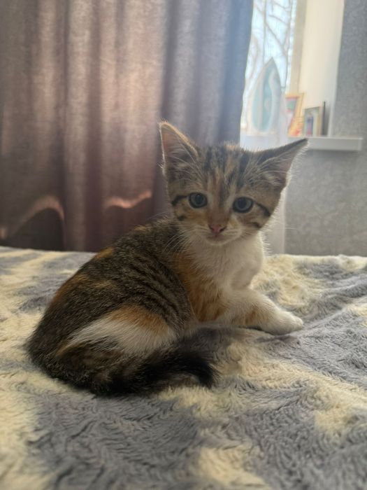 Котята в хорошие руки
