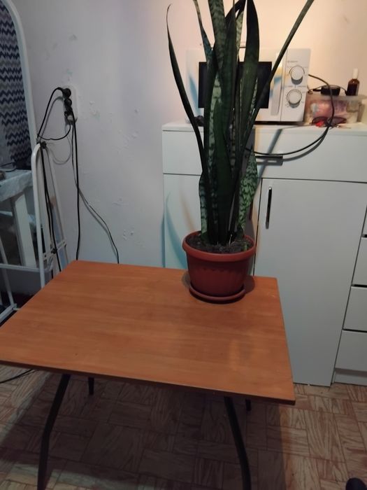 Продам стол,цветок сансеверия.