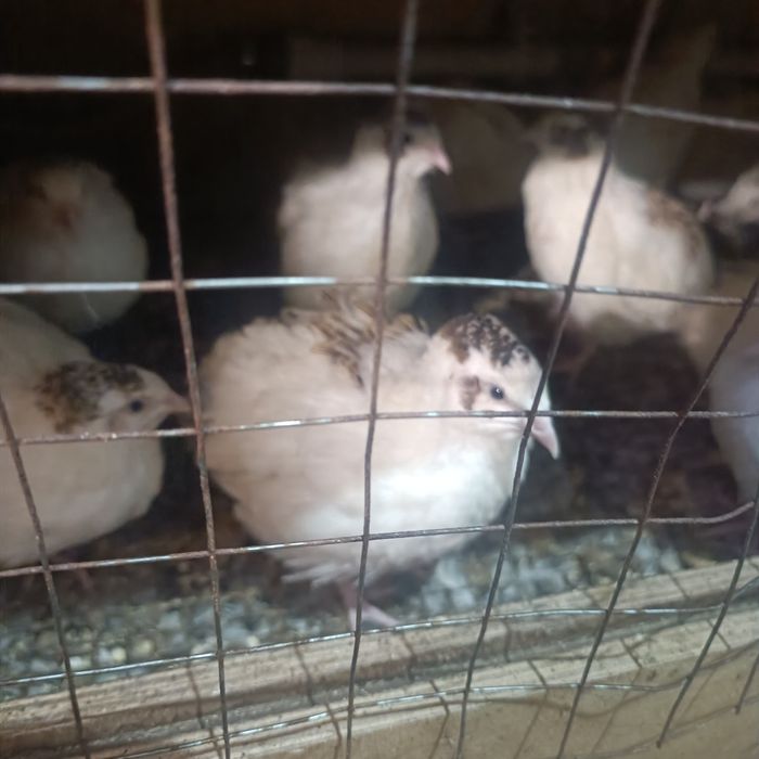 Продам перепелок