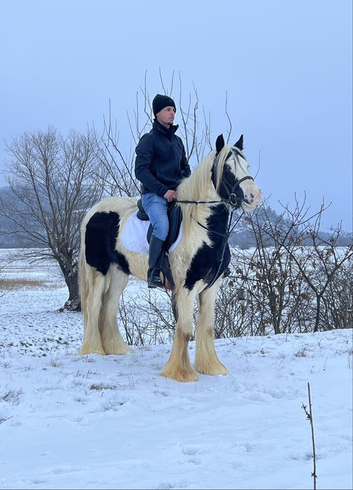 Cal Gipsy Vanner echitatie calarie