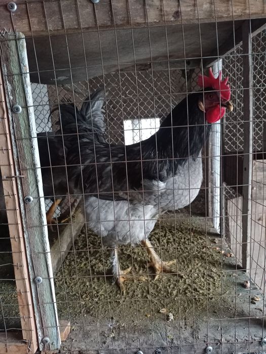 Хўрозлар сотилади