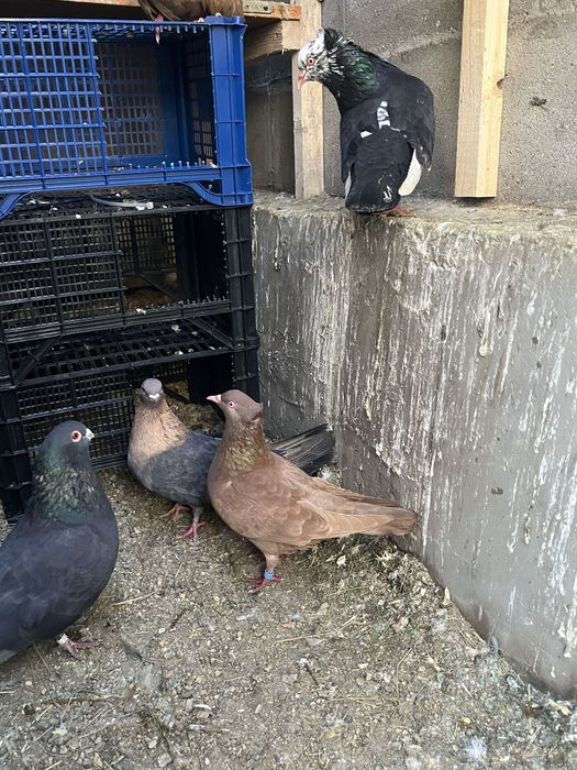 Гълъби Египетски суифт