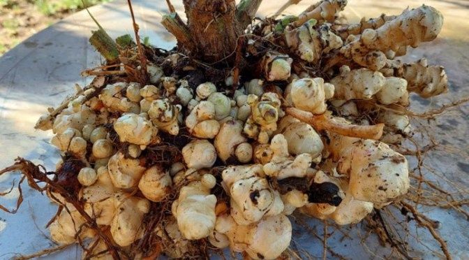 +4 Kg Rizomi  Napi ( Soi Toscana ) Italia