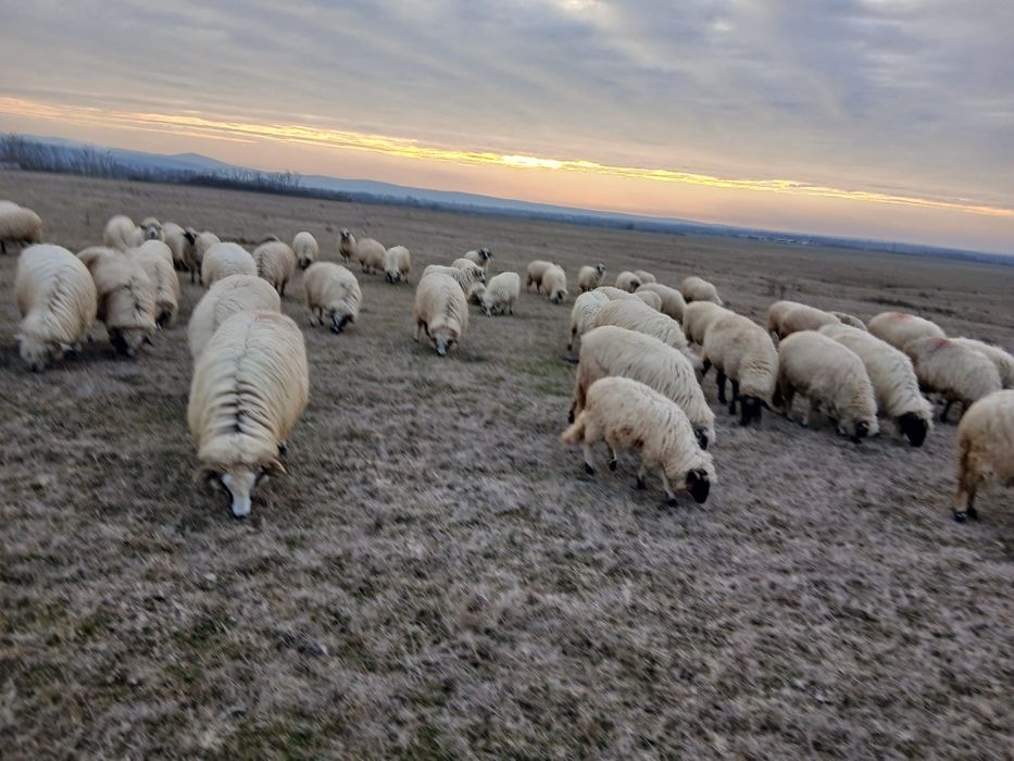 Vând  oi  și mânz