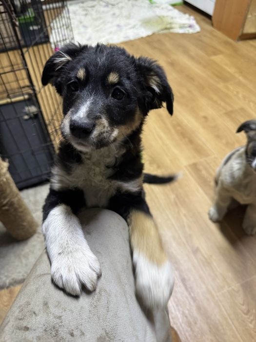 Отлалим щенка девочка в добрые руки