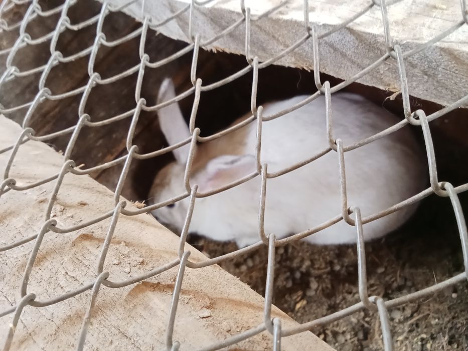 Ұрғашы Қоян сатылады