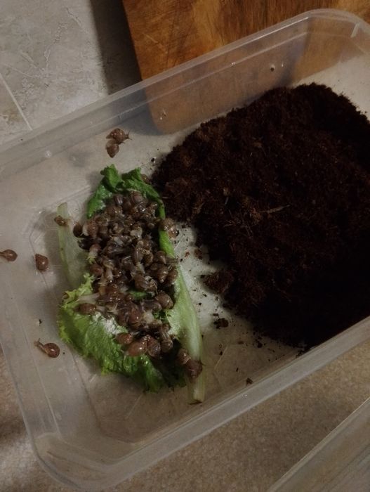 Ulitka sotiladi hammasi birga