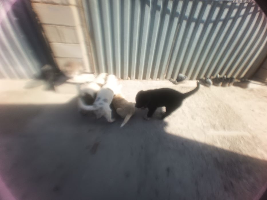 Шенки читокровные Алабая