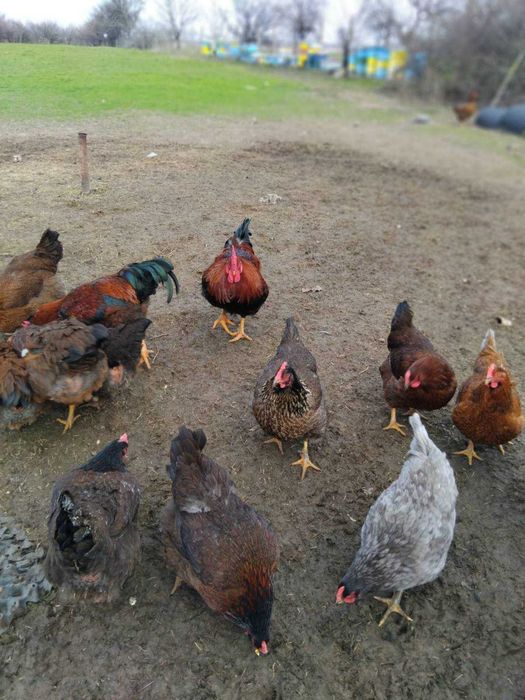 Продавам катунски кокошки, яйца и пилета на различна възраст