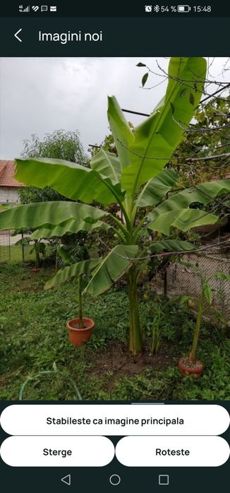 Bananier musa basjoo