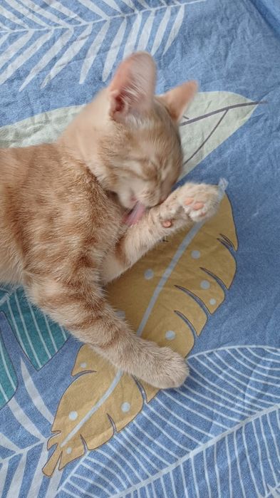 Отдам кота в добрые руки
