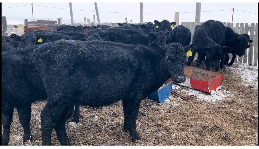 Продам племяных подсосных телят Ангус УРГАШЫ ТЕЛОЧКИ