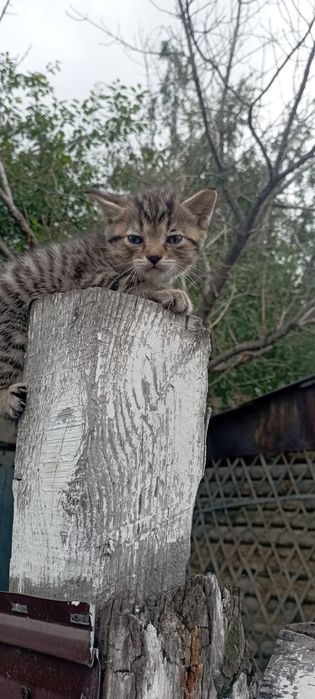 Отдам котят в хорошие руки