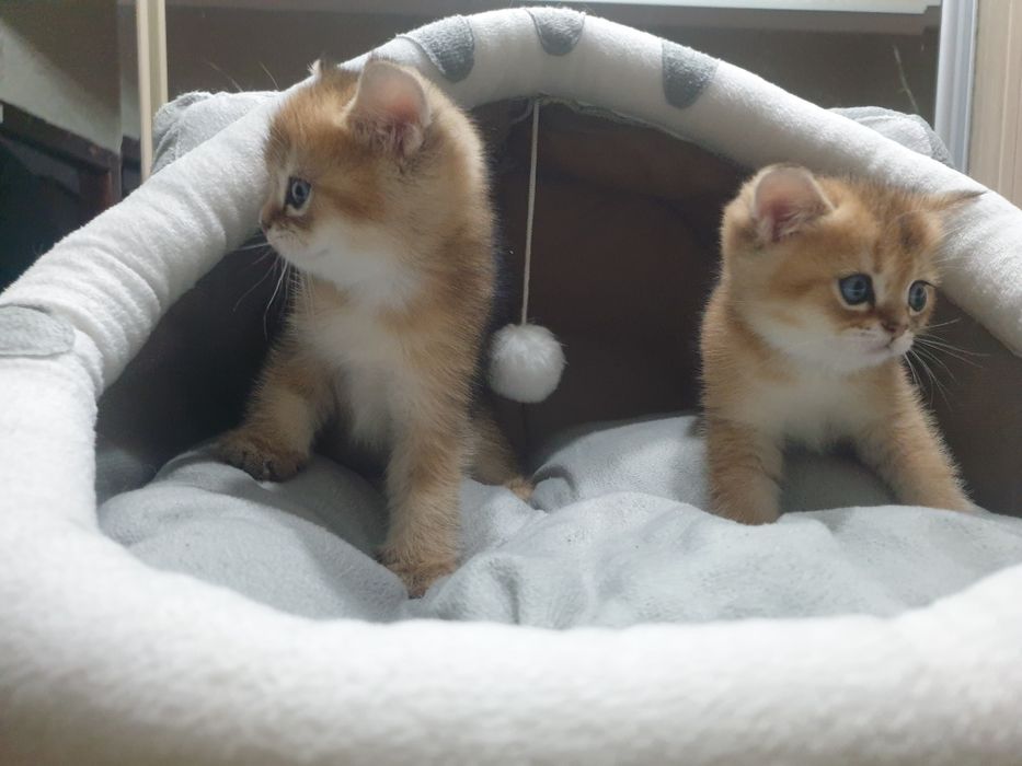 Продаются котята. Золотая шиншилла. Шотландские