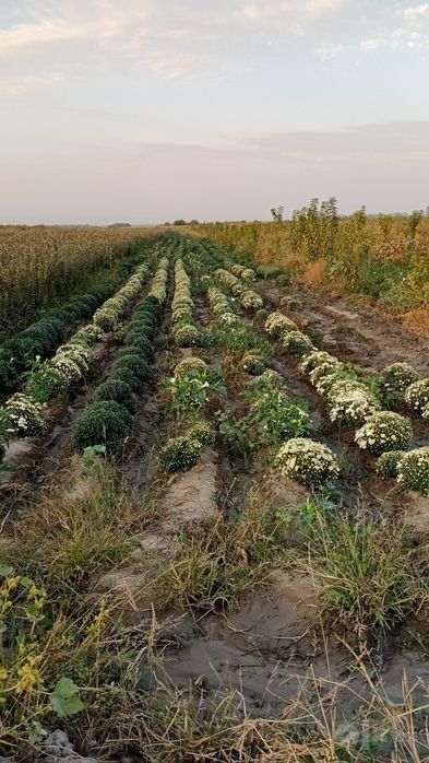 Хиризантема  гуллари