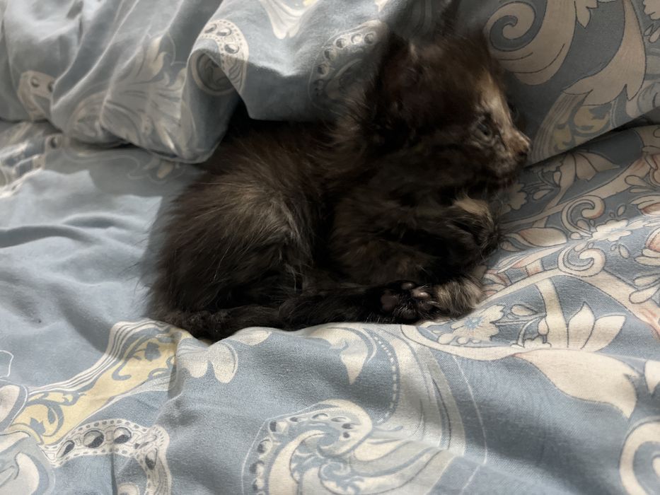 котенок маленький мальчик