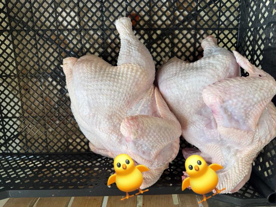 Бройлер домашний