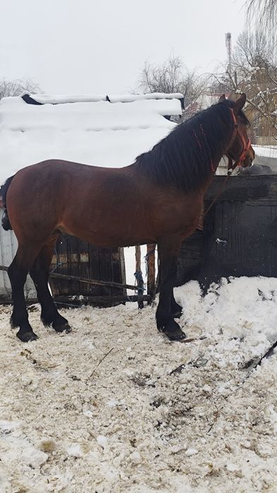 De vânzare armăsar de șase ani foarte blând e cuminte