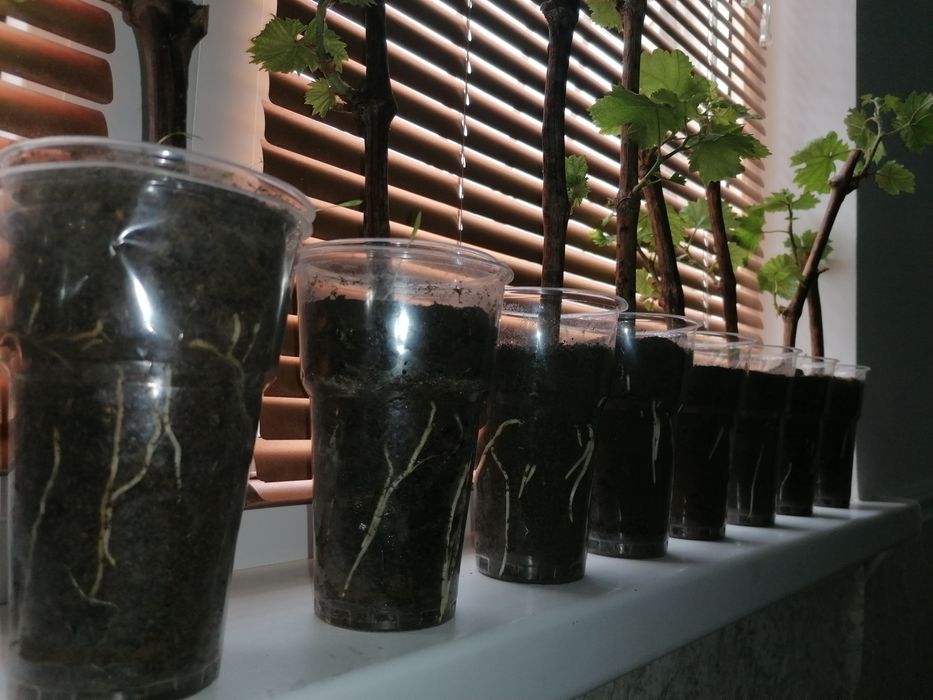 Отростки Виноградов