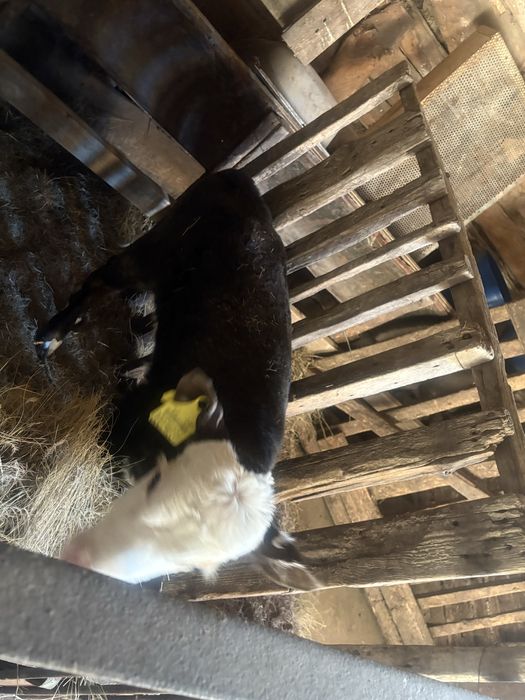 Бұзау сатылады продам телят