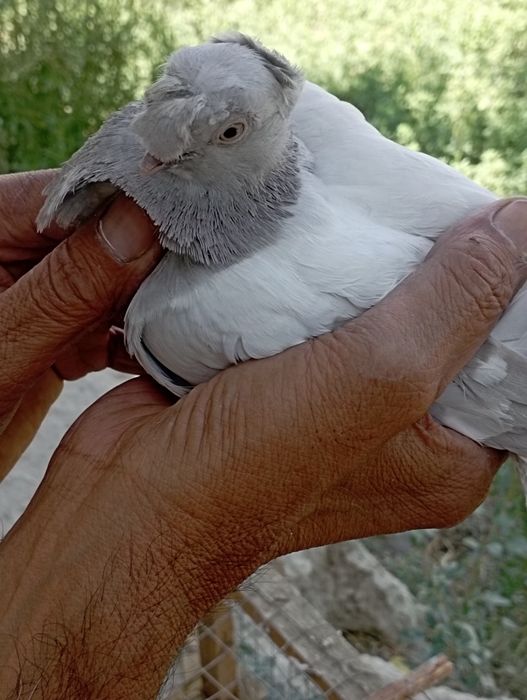 Samez kaptar sotiladi tozasi