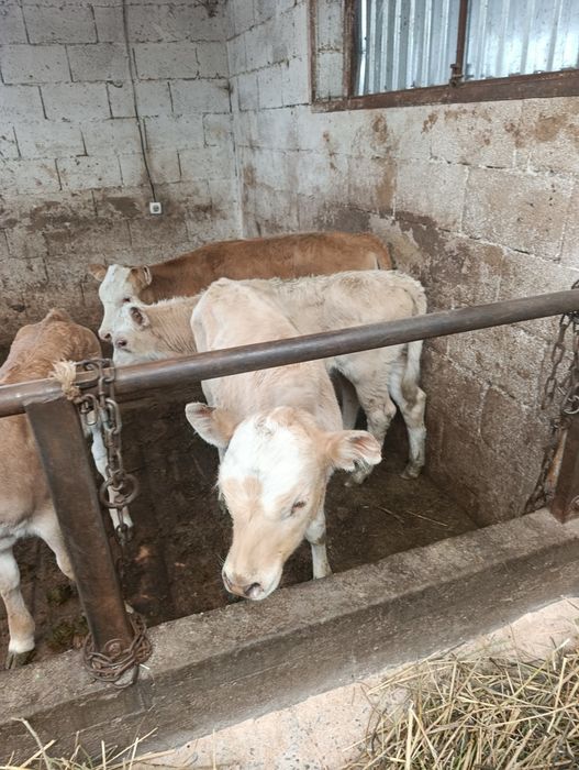 Продаются тёлочки