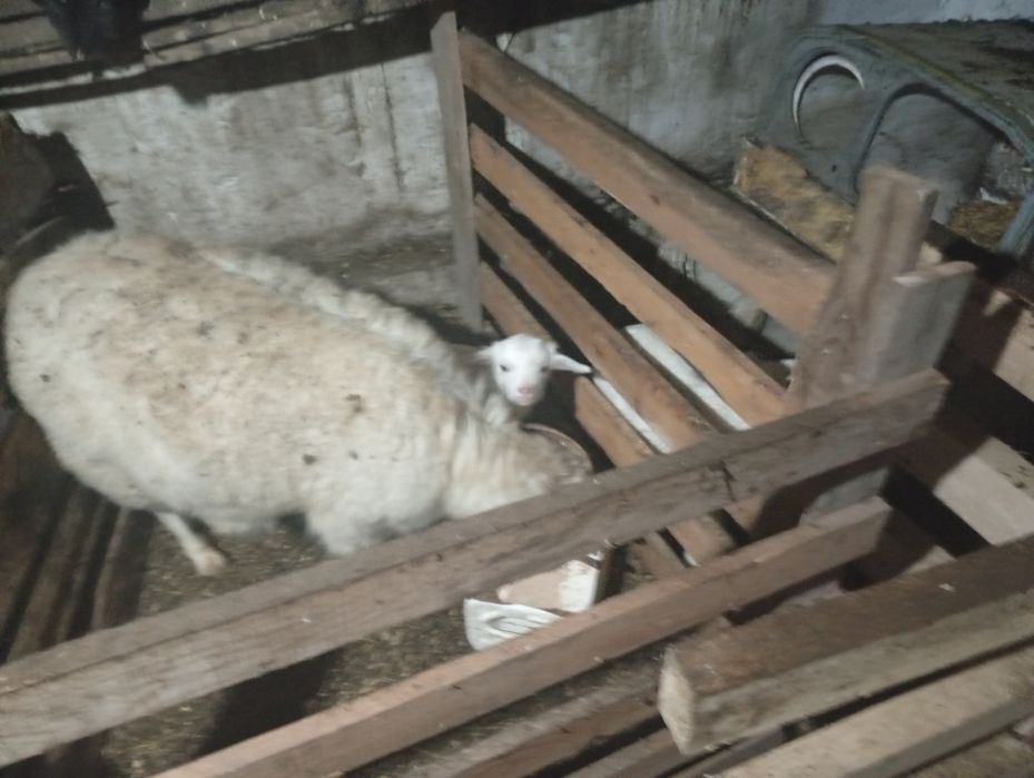 Ешкілер лағымен Сатамын