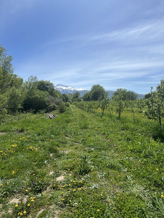 Продам яблоневый сад