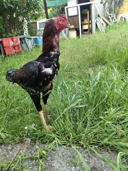 Продам петуха дакана дерзкий