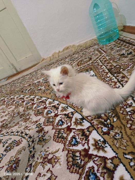 Mein kun zotli mushuk