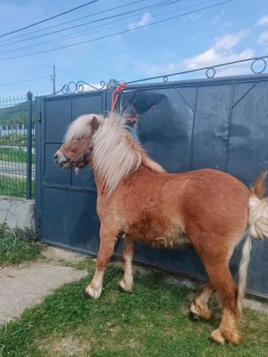 Vând ponei de 3 ani ,nu este castrat