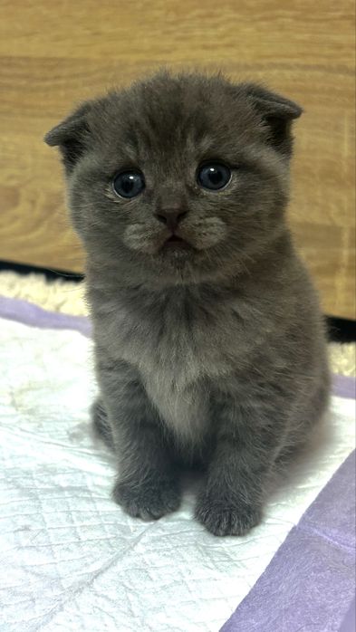 Продам СРОЧНО котят