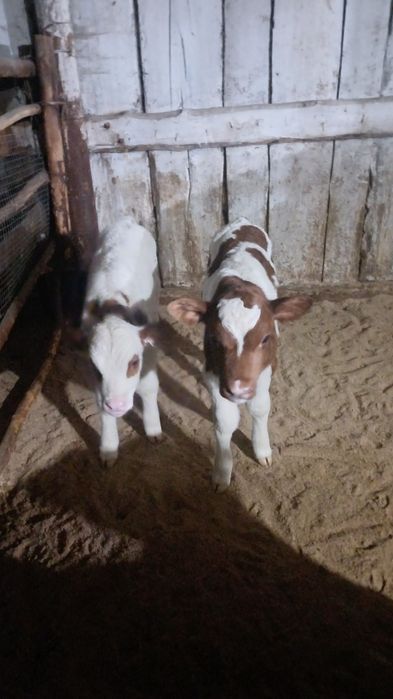 Продам телёнка, тёлочка