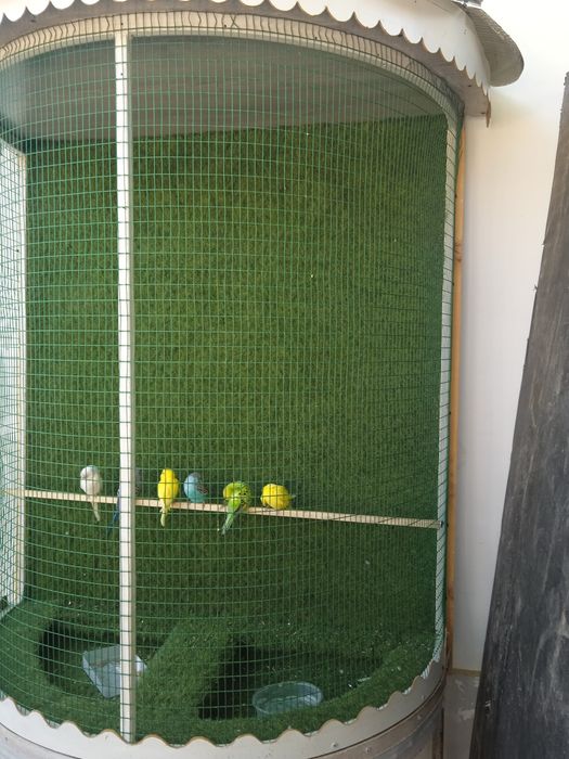 Qafasni ozi sotiladi