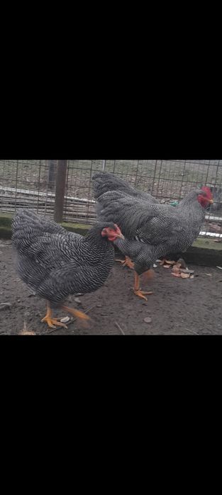 Vand gaini Chabo si Plymouth