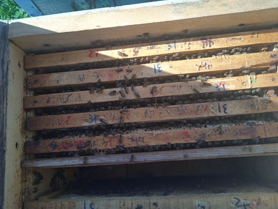 Asalari oilasi bilan sotiladi