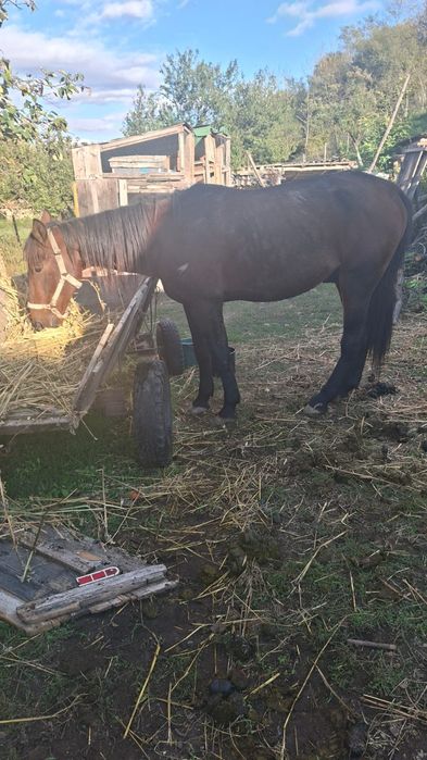 Vand cal in varsta de 9ani