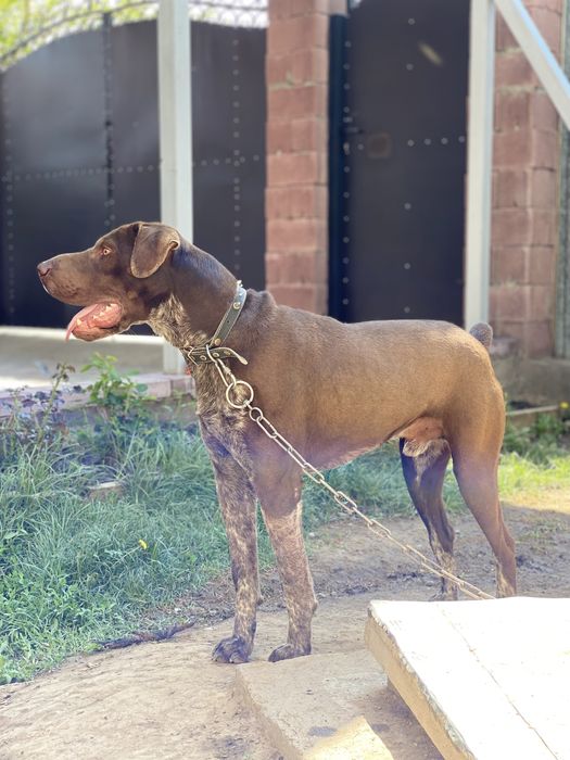 Курцхаар на вязку