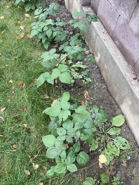 Продам саженцы ежималину