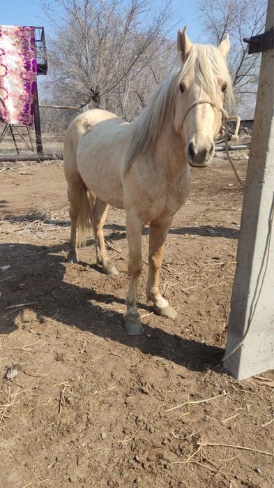 Продам жеребца 5-и годовалый